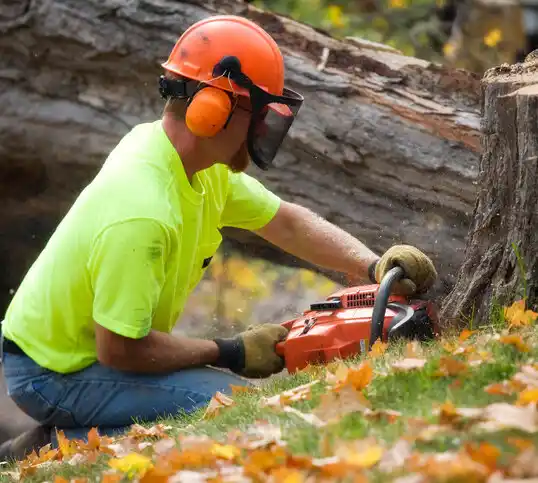 tree services Wintersville